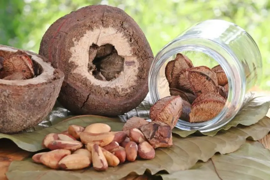 Embrapa Rondônia selecionada para projeto de economia sustentável na Amazônia