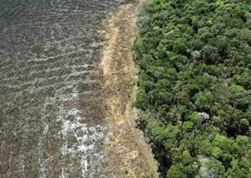Estudo aponta que recuperação da Amazônia pode gerar US 784 bilhões em 30 anos