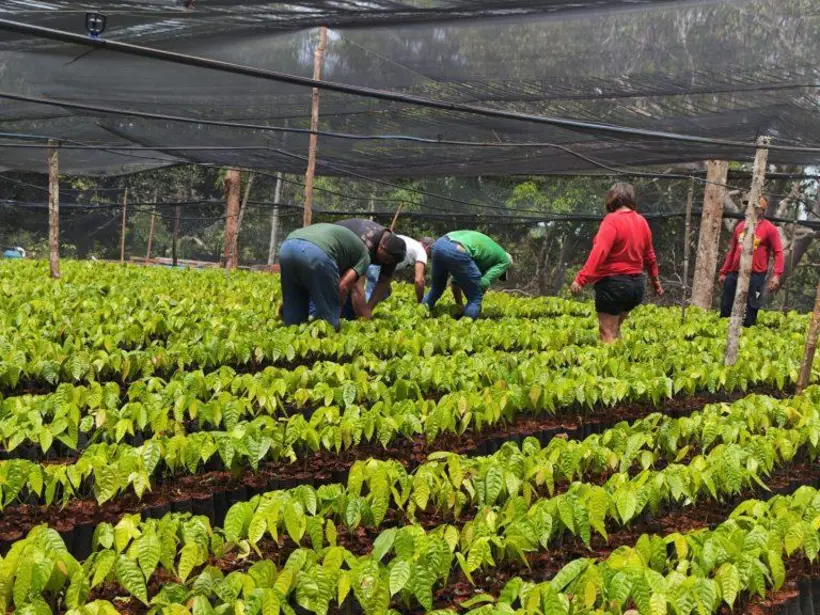 Projeto Fomenta Cacau visa produzir 1 milhão de mudas anuais em Rondônia