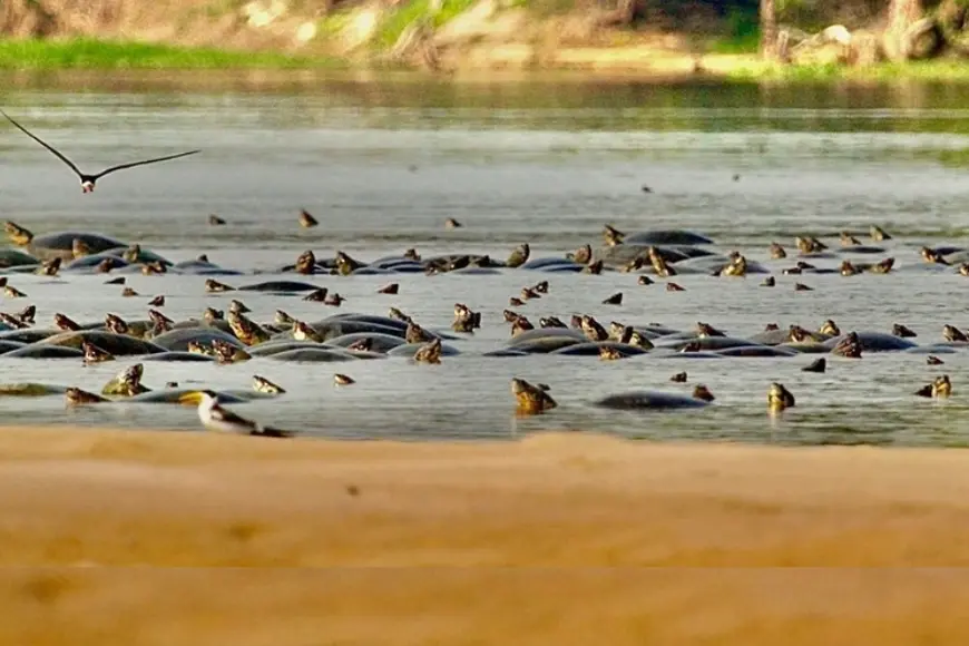 Tartaruga da Amazônia enfrenta desafios reprodutivos devido a alterações no Rio Guaporé