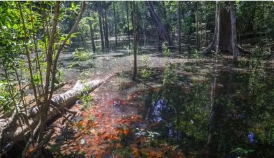 Pesquisadores identificam pegadas de dinossauros na Amazônia pela primeira vez