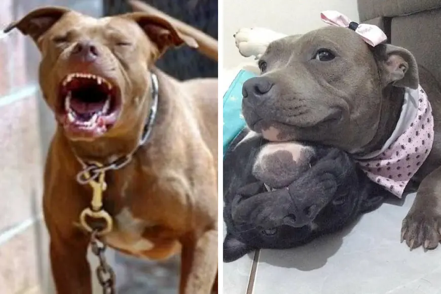 Opinião sobre temperamento de pitbulls é tema de nova enquete do Rondoniaovivo