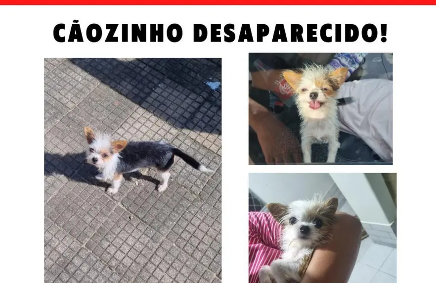 Cachorrinho desaparecido em Porto Velho oferece recompensa de mil reais