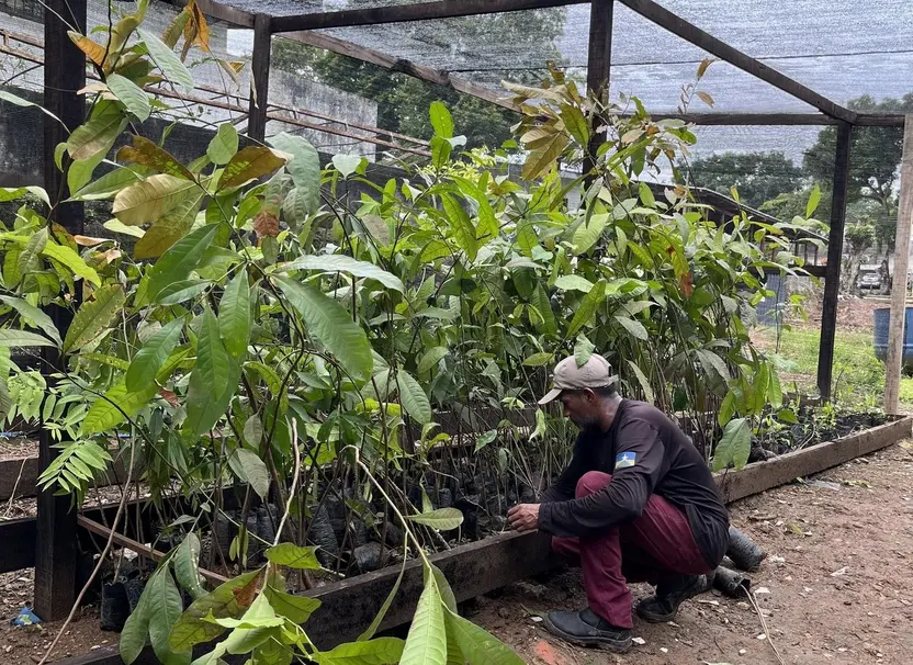 Energisa doa 690 mudas de plantas nativas para Secretaria de Desenvolvimento Ambiental