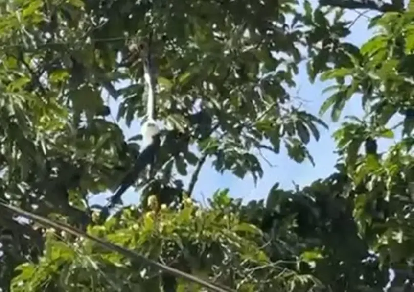 Bombeiros resgatam gavião enroscado em linha de pipa em Porto Velho