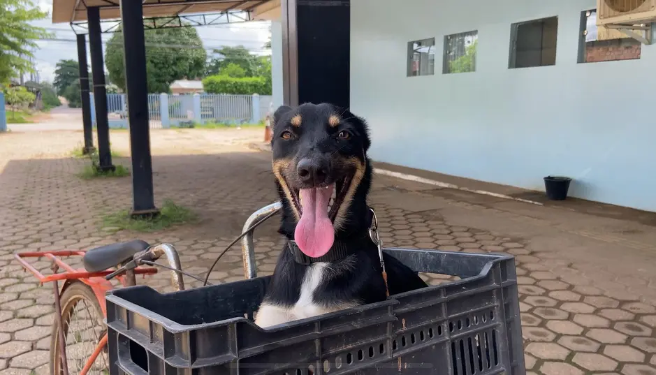 Campanha de vacinação antirrábica imuniza pets em Porto Velho no último sábado