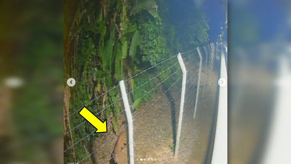 Onça-parda é avistada em área urbana de Porto Velho acendendo alerta à população