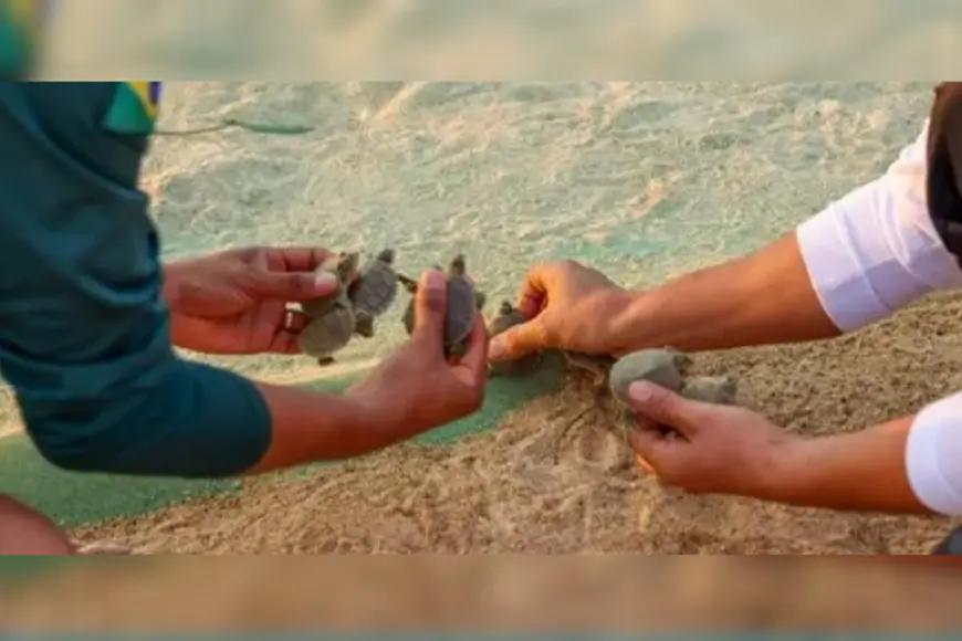 Eclosão de filhotes de tartarugas aumenta no Vale do Guaporé após crise em 2024