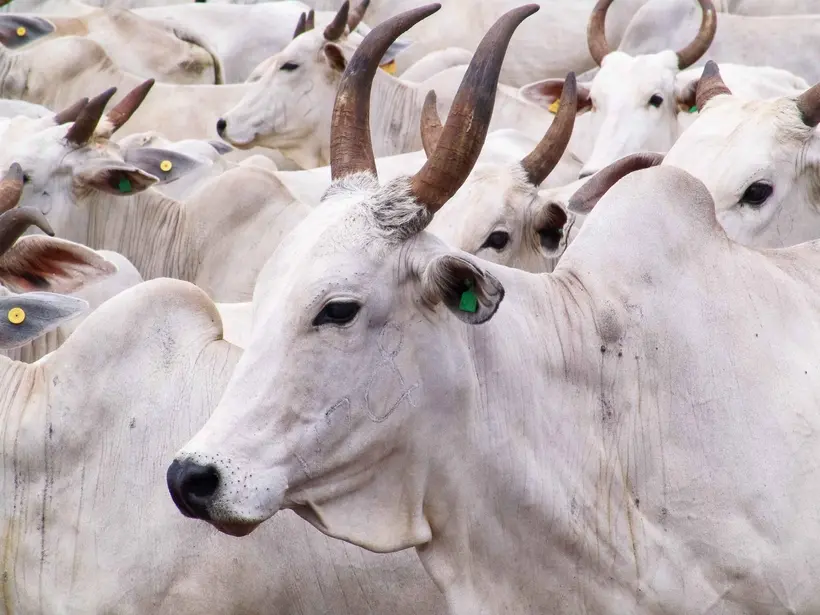Entidades buscam reduzir ICMS para melhorar preços da pecuária em Rondônia