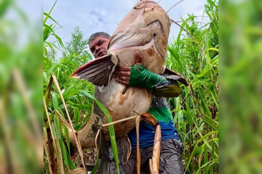 Pescador captura pirarara de 50 quilos em Porto Velho na virada de 2025