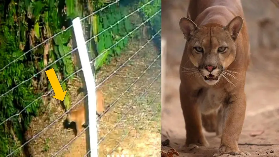 Aparecimento de onça-parda destaca corredor ecológico no Parque Circuito