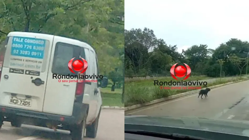 Prefeitura de Porto Velho processa Bemol por abandono de animal com indenização de R$ 1 milhão