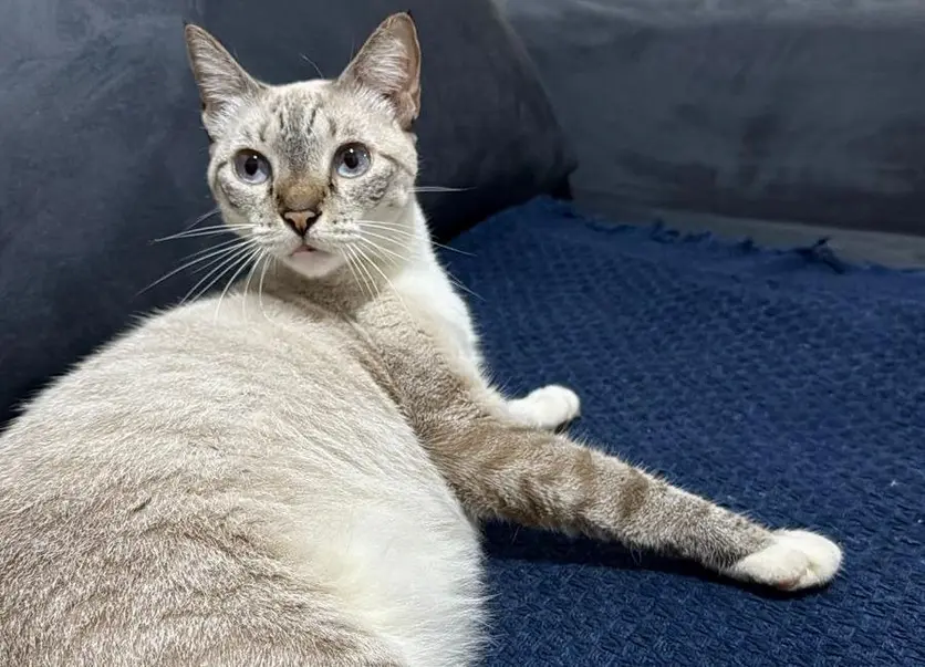 Gatinha desaparecida em Porto Velho e tutora oferece recompensa de R$ 1 mil