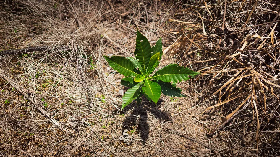 Rioterra inicia ciclo de restauração na Amazônia com 1,1 milhão de mudas