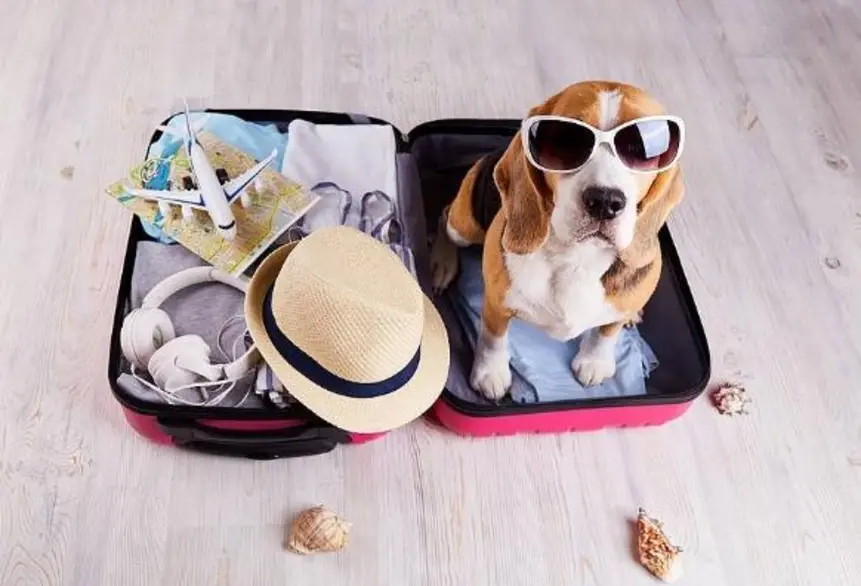 Crescimento do Turismo Pet Friendly e Nova Era de Viagens com Animais de Estimação