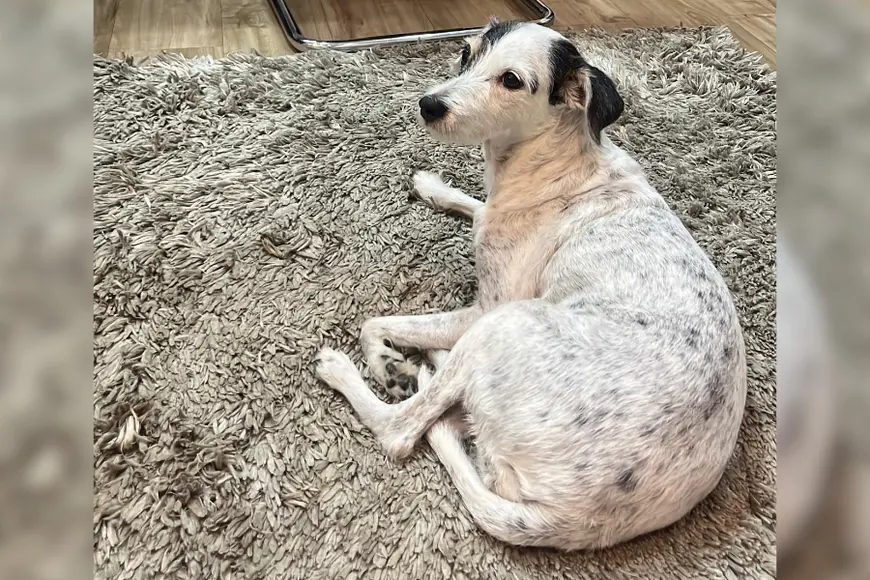 Cachorrinha idosa chamada Bela desaparece em Porto Velho e tutores buscam ajuda