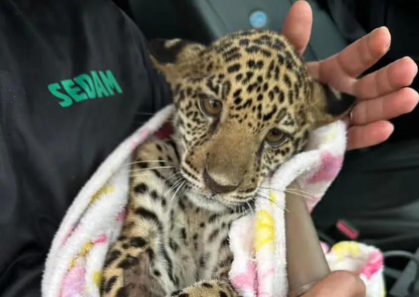 Morte de filhote de onça-pintada é confirmada após tratamento em Porto Velho