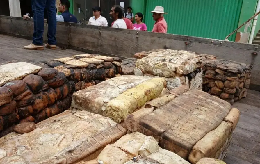 Governo de Rondônia inicia compra de borracha natural para extrativistas