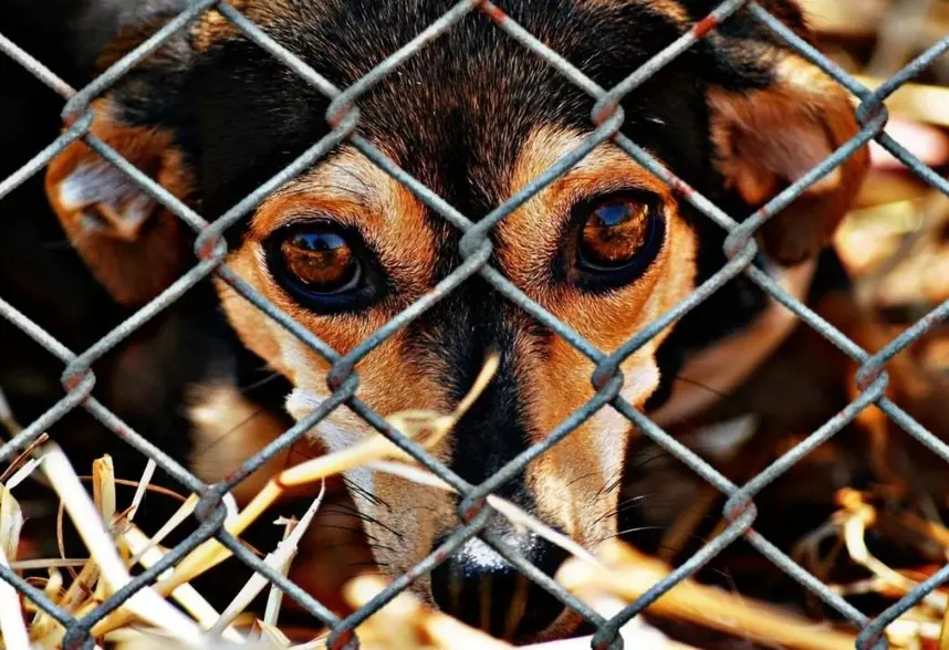 Câmara de Porto Velho aprova Lei Orelha contra maus-tratos a animais