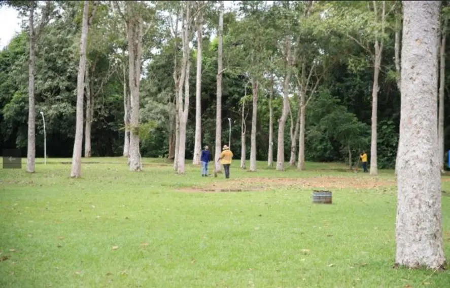 Porto Velho regulamenta poda e manejo de árvores para sustentabilidade urbana
