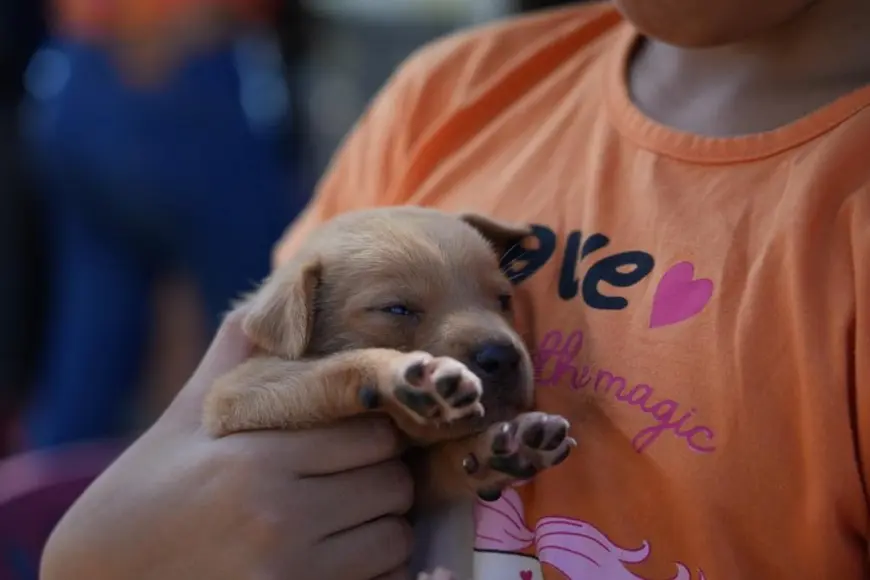 Feira de adoção em Porto Velho leva 65 animais a novos lares