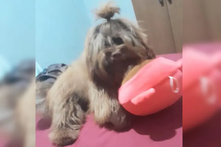 Cachorro Nutella desaparece em Porto Velho bairro Socialista