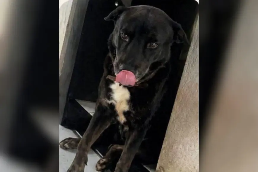 Cachorro Scott desaparece em Porto Velho no bairro São João Bosco