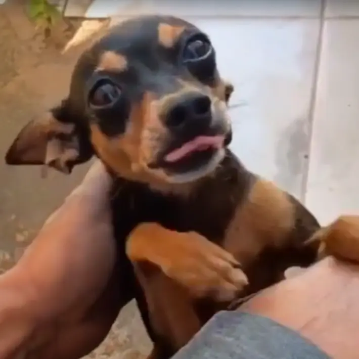 Família de Porto Velho procura pinscher Chororó desaparecido