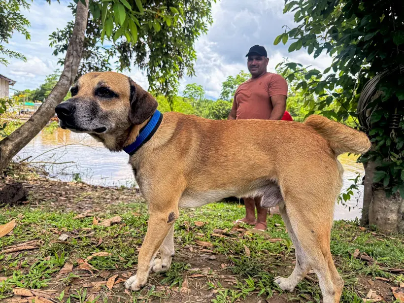 Comunidade ribeirinha de Nazaré realiza mutirão de castração