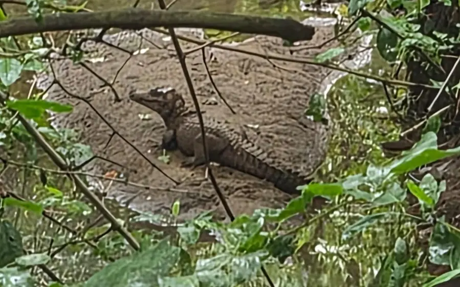 Filhote de jacaré avistado em condomínio no Aponiã Porto Velho