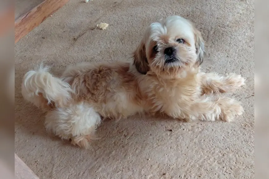 Cachorro desaparecido em Porto Velho mobiliza família e vizinhos