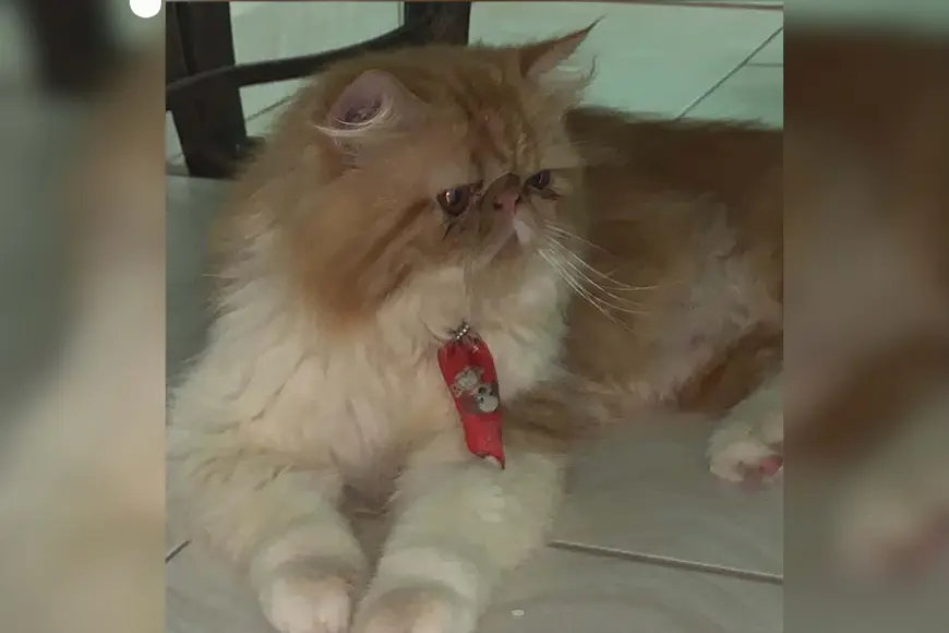 Gato persa Jake desaparece no bairro Pedrinhas em Porto Velho