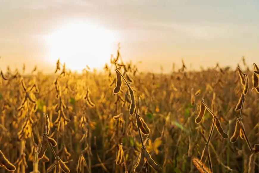 Sicoob Credisul lidera liberações de crédito rural do BNDES