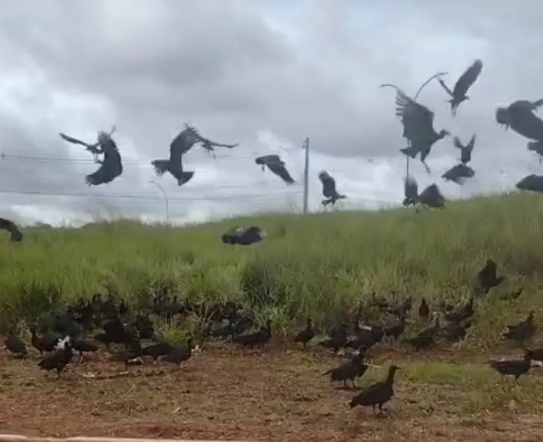 Descarte de carcaças atrai urubus perto do 5 BEC em Porto Velho