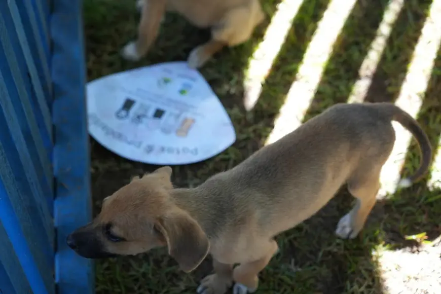 Porto Velho abre cadastro para protetoras independentes de animais