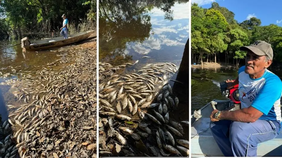 Mortandade de peixes no Lago do Cuniã em Rondônia afeta moradores