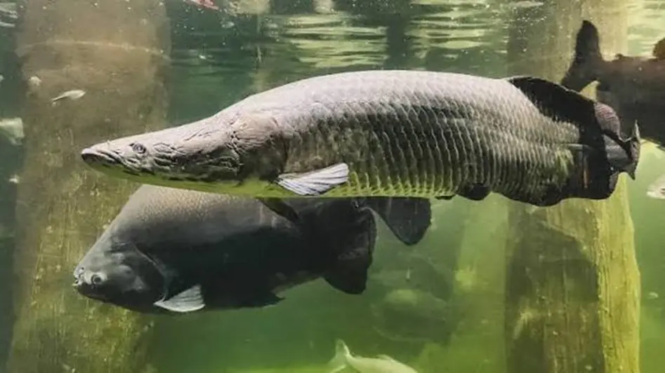 Tambaqui e pirarucu da Amazônia entre os peixes mais consumidos